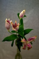 Decadencia